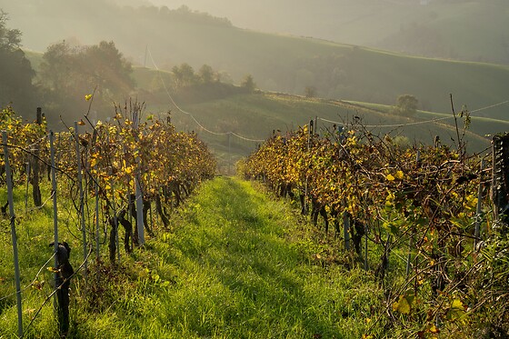 La Bandina Traditional Wines - photo 2
