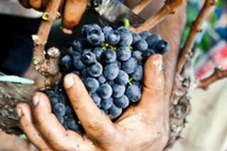Soggiorno enogastronomico di una notte con degustazione presso Tenuta Yala in provincia di Lecce
