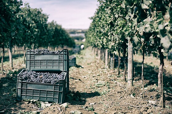Soggiorno enogastronomico di una notte con visita e degustazione presso Agriturismo De Luca in provincia di Chieti