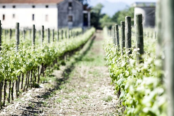 Soggiorno enogastronomico di una notte con visita e degustazione presso Agriturismo De Luca in provincia di Chieti