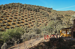 EXPERIENCE ALPACAS IN ANDALUCÍA