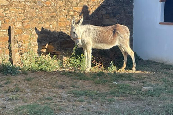 EXPERIENCE ALPACAS IN ANDALUCÍA - photo 9