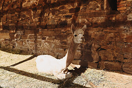EXPERIENCE ALPACAS IN ANDALUCÍA