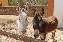 EXPERIENCE ALPACAS IN ANDALUCÍA