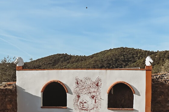 EXPERIENCE ALPACAS IN ANDALUCÍA - photo 18