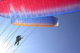 Les Volatiles
