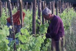 Cardea Vini