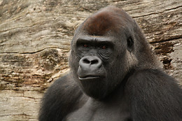 Zoo La Boissière du Doré