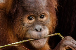 Zoo La Boissière du Doré