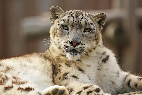 Zoo La Boissière du Doré - photo 12