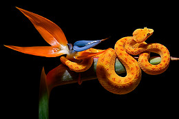 Planet Exotica