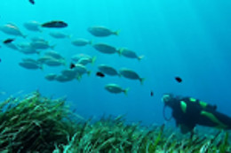 + MAR BUCEO