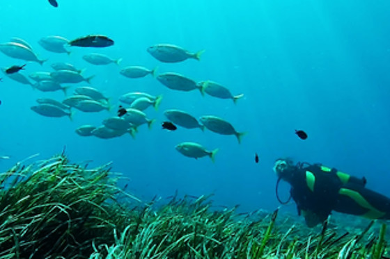 + MAR BUCEO - photo 3