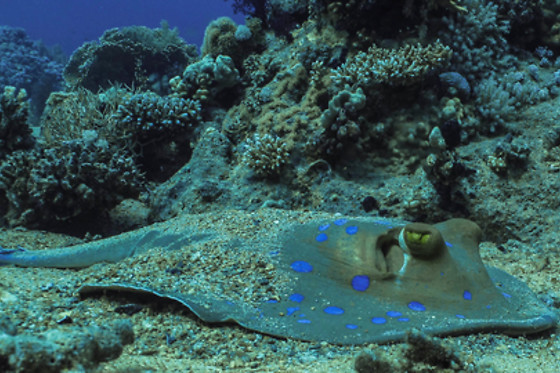 Diving Degli Etruschi - photo 0