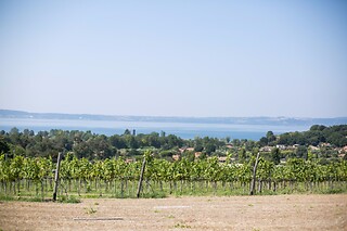 Tour guidato della cantina con degustazione e bottiglia in omaggio presso Cantine Capitani in provincia di Roma
