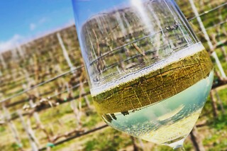 Tour guidato della cantina con degustazione e bottiglia in omaggio presso Cantine Capitani in provincia di Roma