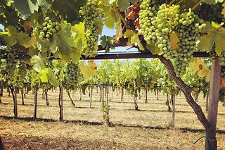 Tour guidato della cantina con degustazione e bottiglia in omaggio presso Cantine Capitani in provincia di Roma