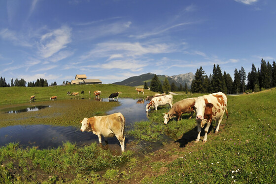 HOTEL DU LAC - photo 4