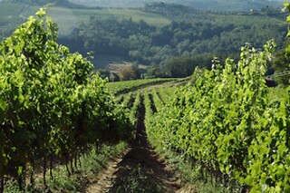 Visita guidata alla cantina con degustazione di 5 calici presso Tenuta Moriano nel cuore del Chianti