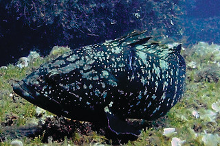 Immersione in acqua con istruttore con Diving In Elba all'Isola d'Elba