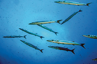 Immersione in acqua con istruttore con Diving In Elba all'Isola d'Elba