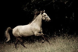 Instinct Photo 76