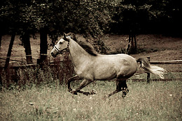 Instinct Photo 76