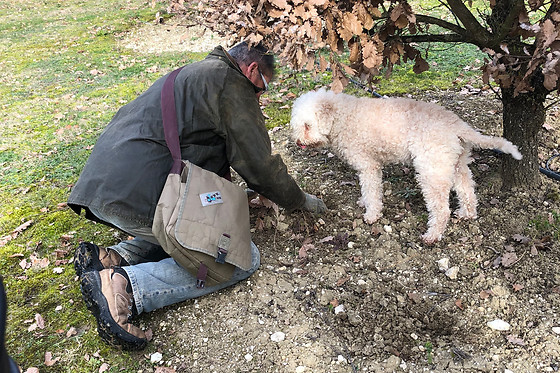 Truffes NJP - photo 1