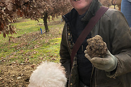 Truffes NJP