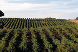 BODEGAS EL LAGAR DE ISILLA