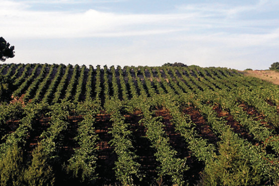 BODEGAS EL LAGAR DE ISILLA - photo 5