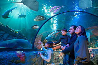 Gardaland - 1 giorno / 1 parco / 1 persona