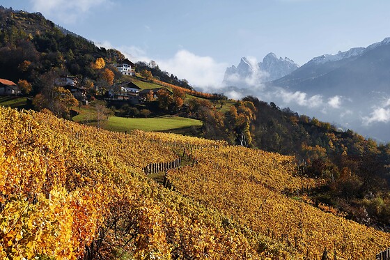 Cantina Valle Isarco - photo 4