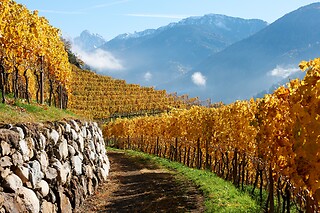 Visita alla cantina con degustazione di 5 vini e bottiglie in omaggio presso Cantina della Valle d’Isarco in provincia di Bolzano