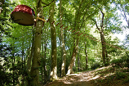 Woody park