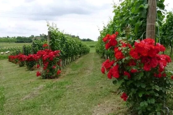 Tenuta Villa della Rosa - photo 0