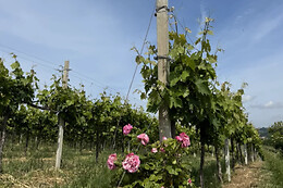 Tenuta Villa della Rosa