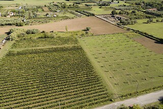 Soggiorno di una notte tra i vigneti con degustazione all'Azienda Agricola la Sarticola in provincia di La Spezia