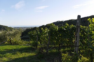 Soggiorno di una notte tra i vigneti con degustazione all'Azienda Agricola la Sarticola in provincia di La Spezia