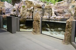 FLUVIÁRIO DE MORA