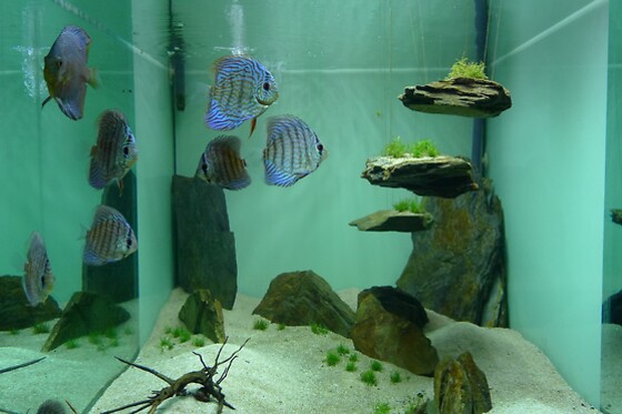 FLUVIÁRIO DE MORA - photo 10