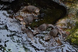 FLUVIÁRIO DE MORA