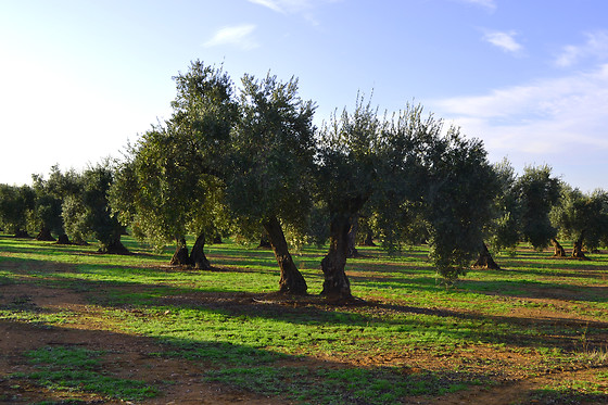ACEITES PADILLA - photo 5