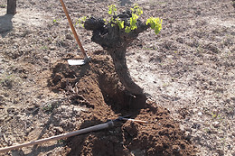 UVAS BAILEN