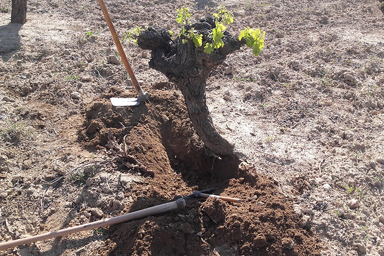 UVAS BAILEN - photo 0