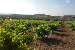 UVAS BAILEN
