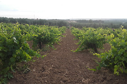 UVAS BAILEN