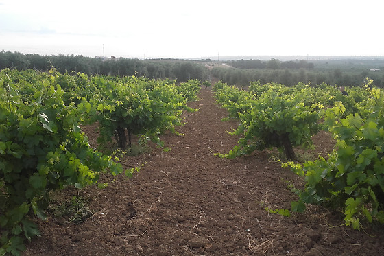 UVAS BAILEN - photo 2