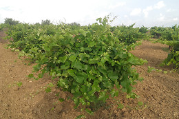 UVAS BAILEN