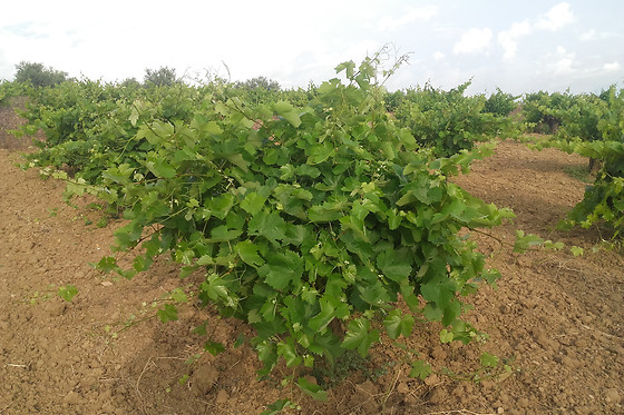 UVAS BAILEN - photo 3